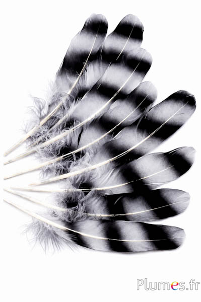 Gans - 15-21 cm - grau-schwarz